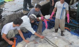 Bắt được cá mặt trăng nặng 400 kg