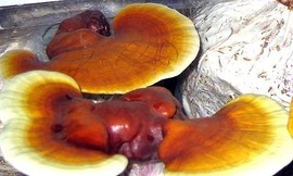 Thảo dược trẻ, khỏe, sống lâu