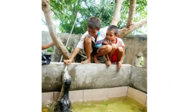 Ngư dân xây bể nuôi sư tử biển bắt được