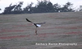 Kịch tính trận chiến giành con mồi giữa đại bàng và cáo con