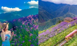 Đồi hoa nhuộm tím Sa Pa: Mở cửa miễn phí, thích “sống ảo” đến đây là chuẩn không cần chỉnh