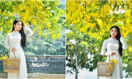 Giới trẻ Hà Nội đổ xô ra hồ Tây “check – in” mùa hoa Muồng hoàng yến