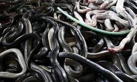 Năm Tỵ, hoảng hồn vì 2.600 con rắn sống