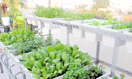 Chơi sang bậc nhất: Thuê kỹ sư chăm rau tại nhà