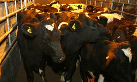 Ngành sữa Việt Nam đang đi đúng hướng