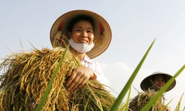 Nông dân vẫn phải làm việc vất vả Ảnh: Hồng Vĩnh