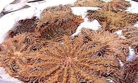 Sao biển gai bị tiêu diệt