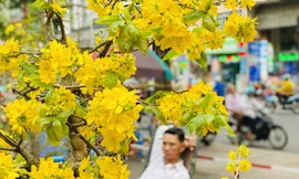 Mai bung nụ nở sớm, nhiều nhà vườn 'méo mặt' sợ ế