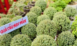 Hàng nghìn loại 'kì hoa dị thảo' đổ bộ chợ hoa xuân Sài Gòn