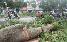 TPHCM cấp phép mới được chặt hạ cây xanh ở các dự án