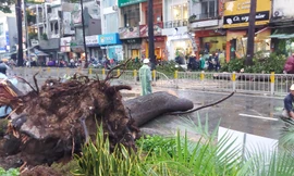 Cây đổ chết người, TPHCM yêu cầu tăng cường quản lý cây xanh