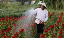 Nhà vườn tất bật bón phân cho hoa. 