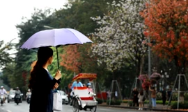 Hà Nội đẹp mơ màng, lãng mạn như phim vào mùa cây thay lá