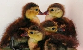 Nhân giống thành công loài vịt quí hiếm nhất