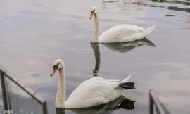 Số phận 12 con thiên nga thả thí điểm ở hồ Thiền Quang