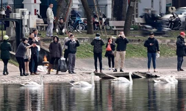 Lắp camera để bảo vệ thiên nga ở hồ Thiền Quang