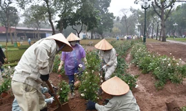 Hơn 10.000 cây hoa hồng thay rào sắt tại công viên Thống Nhất