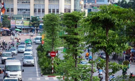 Hà Nội trồng thêm hơn 100.000 cây xanh dịp Tết