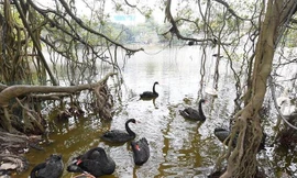 Việc thả đàn thiên nga xuống hồ Hoàn Kiếm đang gây chú ý dư luận