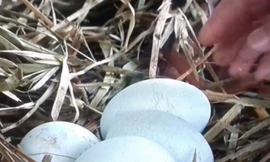 Thiên nga hồ Thiền Quang đẻ trứng