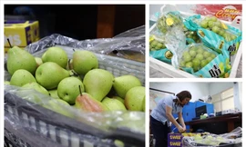 Hoa quả nhập khẩu không giấy tờ bị kiểm tra, xử lý