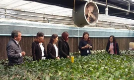 HTX Đan Hoài (Đan Phượng) một trong những mô hình nông nghiệp cao điển hình của thành phố.