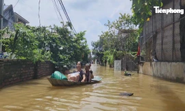 Trong biển nước ngoại thành, người dân 'sơ tán' đàn lợn lên tầng 3 tránh lũ