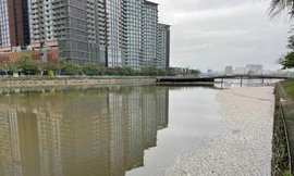 Xuất hiện cá chết trên hồ Thủy Sứ ở quận Tây Hồ