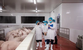 Kiểm tra hoạt động giết mổ lợn của Công ty C.P Việt Nam tại Hà Nội
