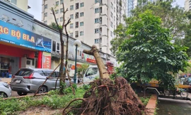 Yêu cầu kiểm điểm trách nhiệm tổ chức, cá nhân chậm khắc phục cây đổ sau bão ở Hà Nội