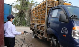 Hà Nội có hơn 700 cơ sở giết mổ nhưng chỉ hơn 20% được kiểm soát