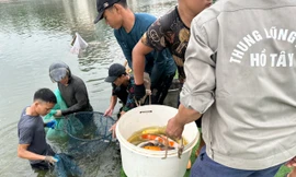 Hà Nội: Cận cảnh di chuyển toàn bộ 8 tấn cá koi khỏi hồ Đầm Đông