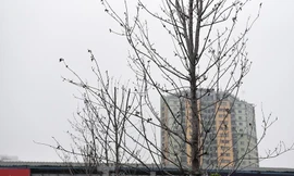 Hàng phong lá đỏ chết khô trên trục đường Nguyễn Chí Thanh