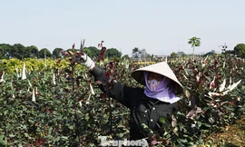 Nông dân cắt hoa hồng tại thôn Hạ Lôi, huyện Mê Linh.