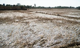 Tận mắt chứng kiến 'đồng lúa chết' sau khi nước rút ở Hà Nội