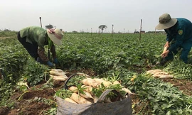 Chủ tịch Hà Nội: Sớm xây chợ đầu mối 'giải cứu' nông sản