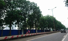 Chặt hạ, di dời 1.300 cây xanh ở Hà Nội từ ngày mai