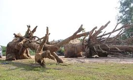 Cấp phép chở 3 cây 'khủng' trước 15/6