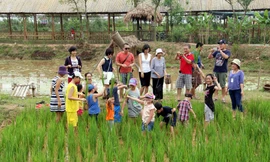 Vì sao du lịch nông nghiệp ở Hà Nội manh mún, nhỏ lẻ?