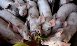 Giá thịt lợn đang tăng cao dịp cận Tết