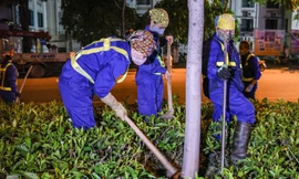 Công ty Cây xanh di dời cây phong lá đỏ trên đường Nguyễn Chí Thanh mới đây. Ảnh: Duy Phạm