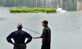 Chữa trị cho thiên nga hồ Thiền Quang mắc lưỡi câu trộm