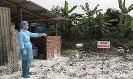 Hà Nội: Mua chích điện để tiêu hủy lợn dịch tả châu Phi