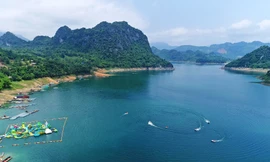 Sắp tổ chức đấu giá 'thủy quái' hồ Hòa Bình