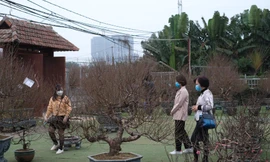 Đào Thất Thốn đang được chăm sóc kỹ càng chờ "bung hoa" dịp Tết