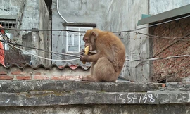 Chú khỉ hoang xuất hiện ở ngõ 3 Phúc Tân. Ảnh: Vnexpress