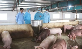 Cơ quan chức năng đi kiểm tra tại một trang trại lợn.