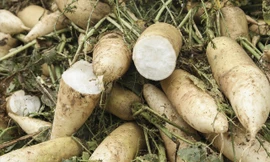 Vì sao hàng trăm tấn củ cải ở Hà Nội bị nhổ bỏ?