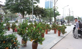 Thời điểm này, một số chợ hoa Xuân đã được tổ chức