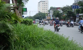 Cỏ dại um tùm biến đường phố Hà Nội thành “vườn hoang“